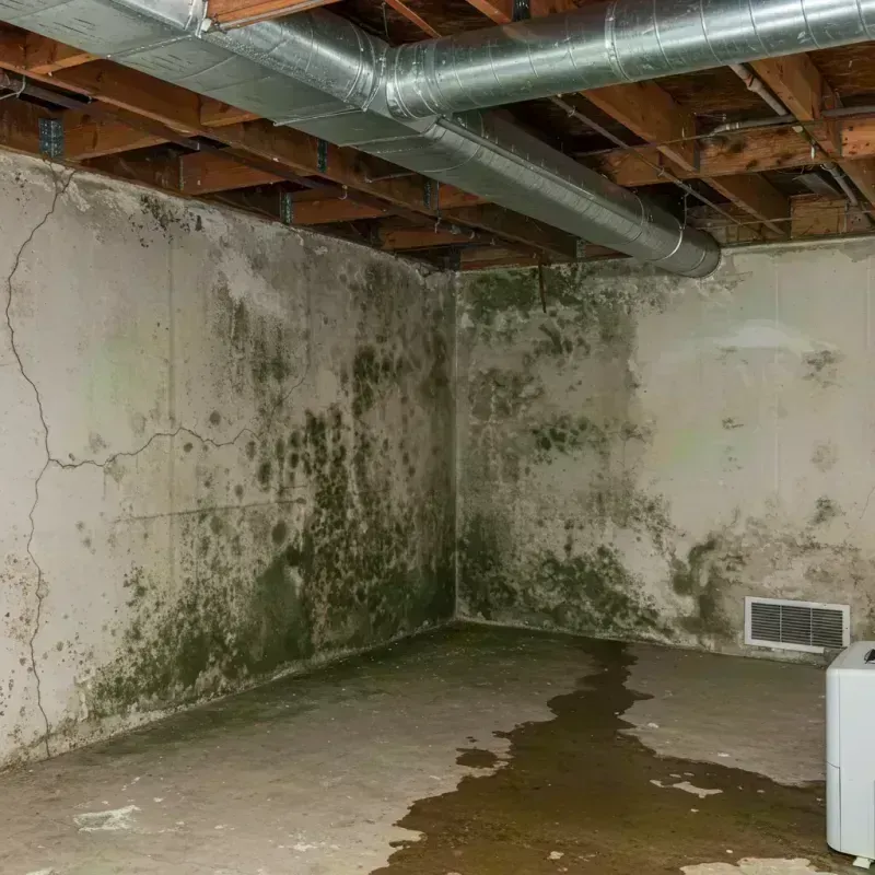 Professional Mold Removal in Lisle, IL